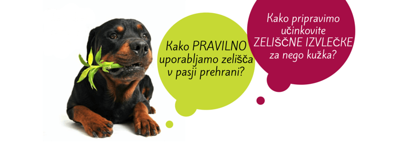 Cvetka zelisca delavnica